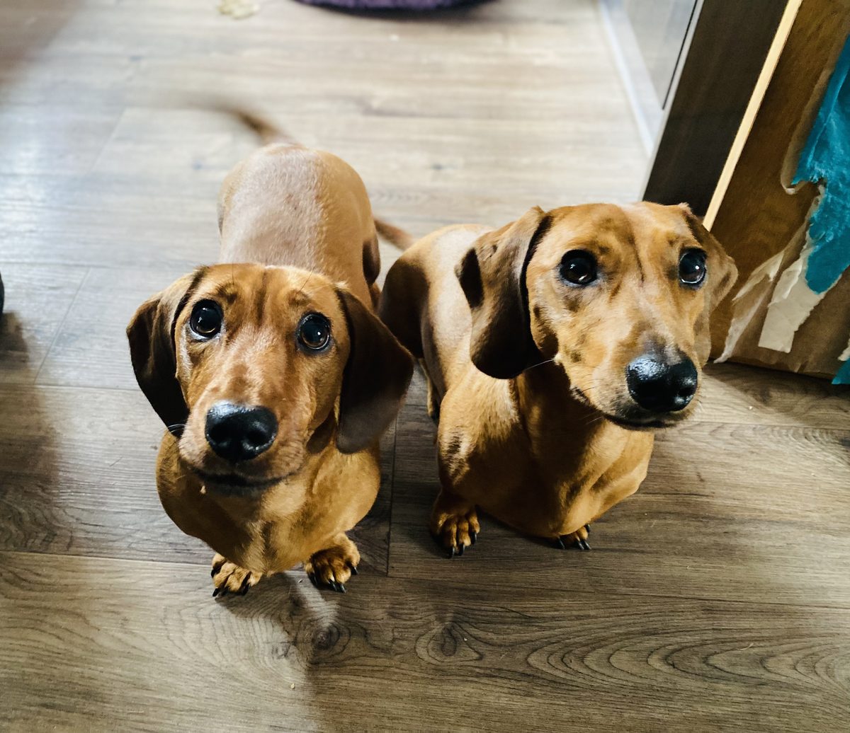 Two dachshunds standing on a wooden floor, both looking up expectantly at the camera
