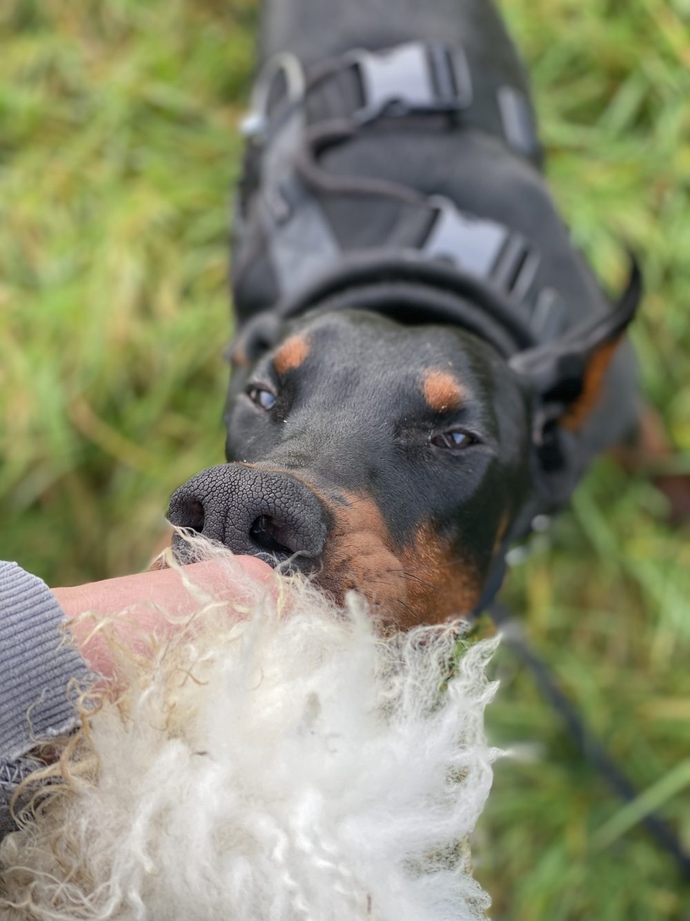 Rex the doberman lying in the grass holding one end of a fluffy tug toy, looking up at the person holding the other end