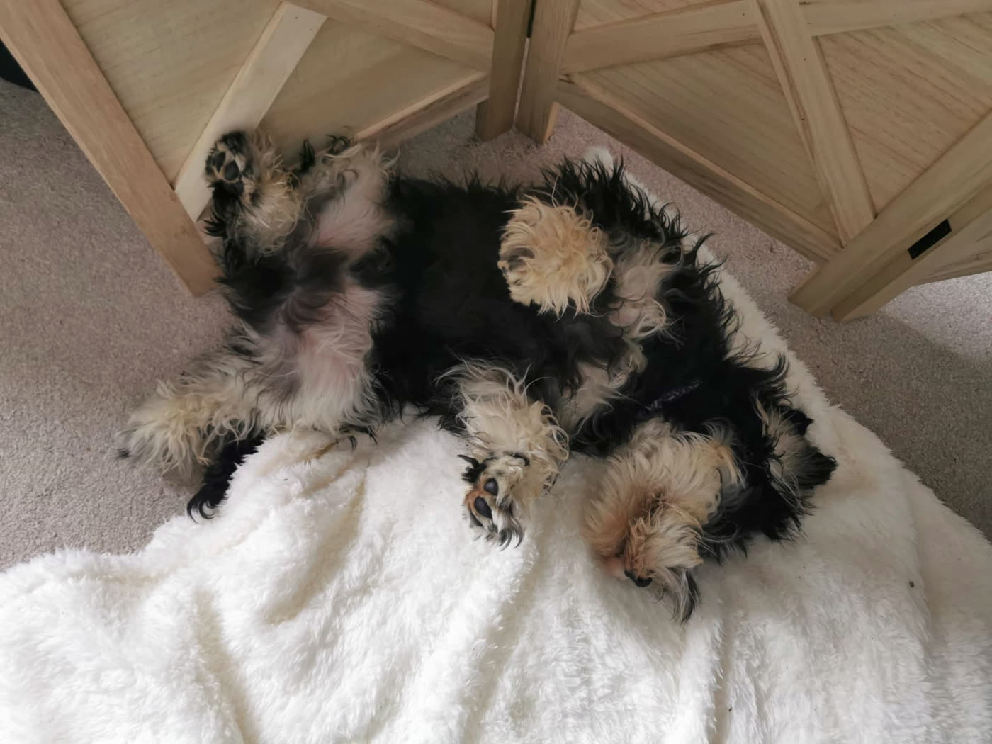 A grown dog fast asleep on its back on a white blanket at home