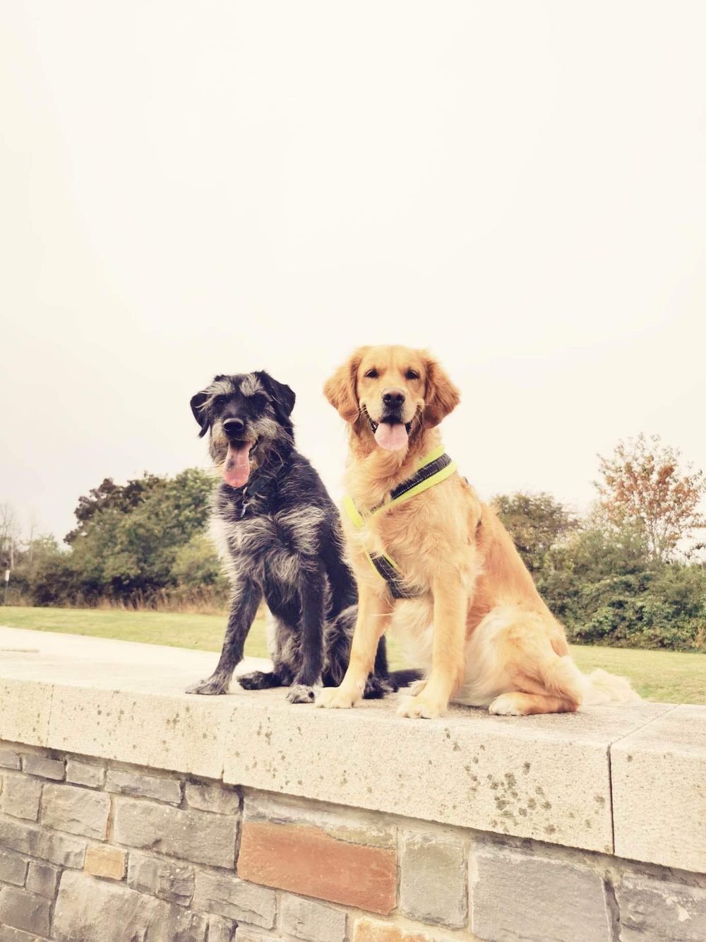 Ludo and Georgie sitting together on a low stone wall