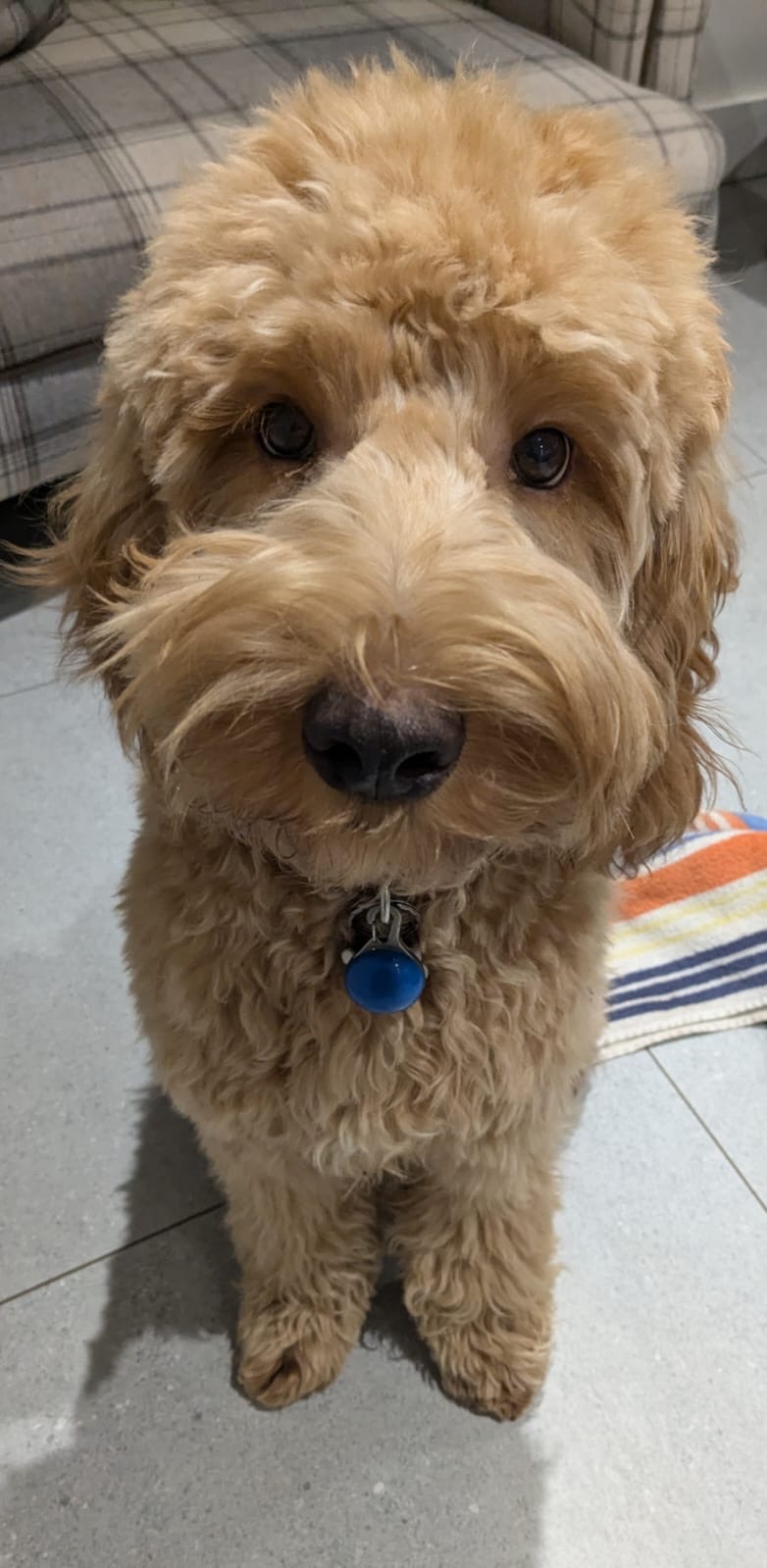 Freddy, a sandy-coloured curly-coated dog, sitting on a kitchen floor looking straight up at the camera