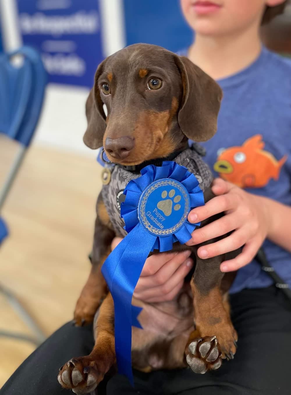A dachshund puppy held by a child, wearing a blue Puppy Graduate rosette