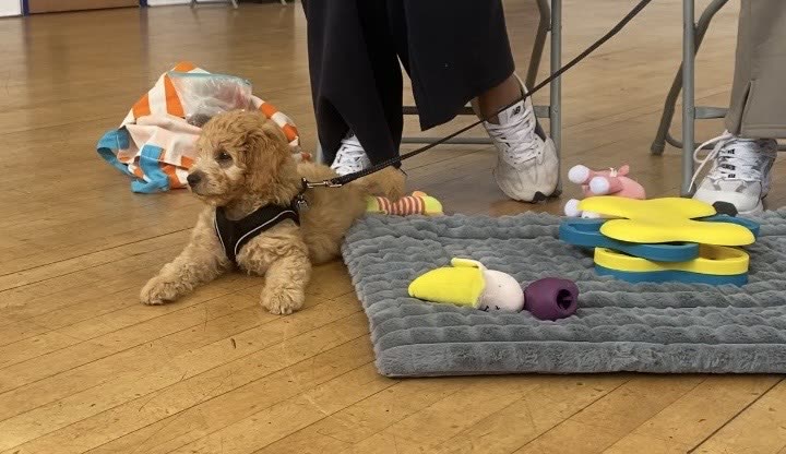An apricot cockapoo puppy settled beside its own mat, with its own toys laid out on the hall floor