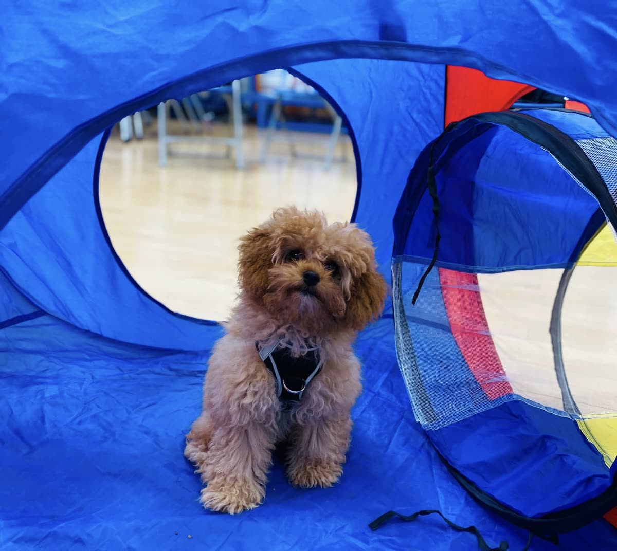 A small apricot poodle-cross puppy sitting confidently inside a blue play tunnel in the hall